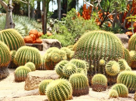 Cactus in a garden