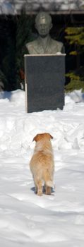 curious dog