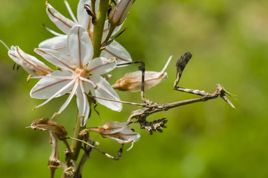 Mediterranean conehead mantis insect, Empusa pennata
