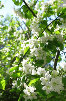 Branches of blossom apple tree in spring