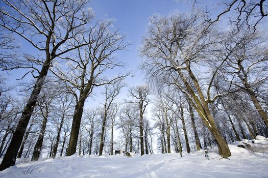 Winter landscape with trees and blue sky