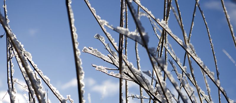 Branches with snow in the winter