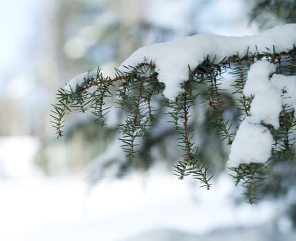 Branch with snow in the winter