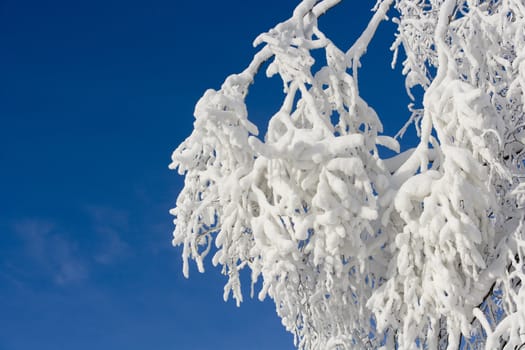 Branch with snow in the winter towards blue sky