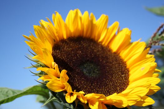 beautiful yellow sunflower in summer