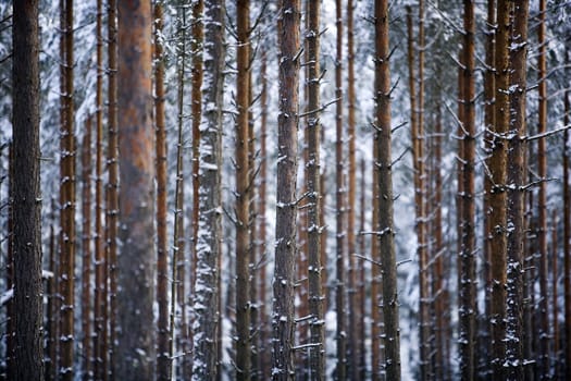 Trees at winter Full Frame