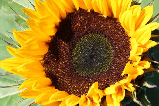 beautiful yellow sunflower in summer