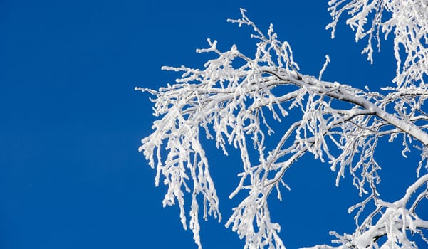 Branch with snow in the winter towards blue sky