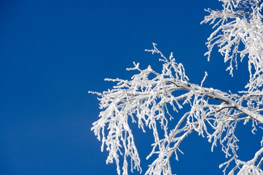 Branch with snow in the winter