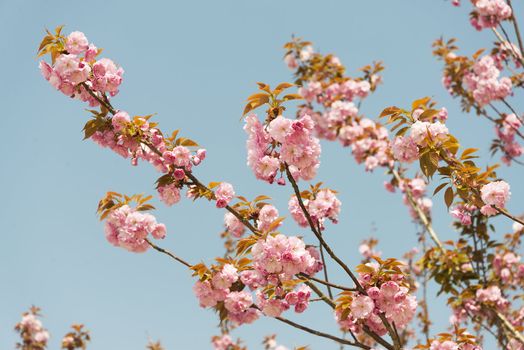 cherry blossom flowers