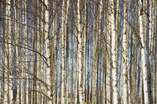 Trees full frame towards blue sky