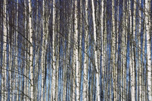 Trees full frame towards blue sky