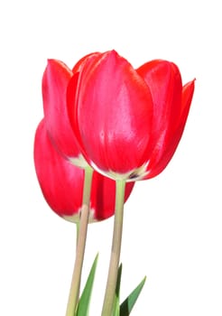 Red tulips