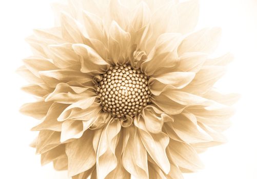 Dahlia Flower sepia toned