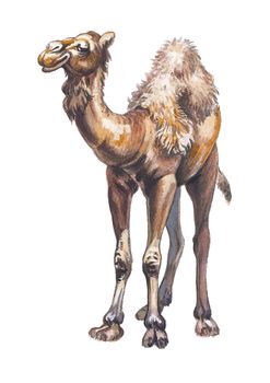 Arabian camel or Dromedary (Camelus dromedarius)