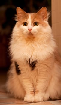 Ginger fluffy cat on a dark background