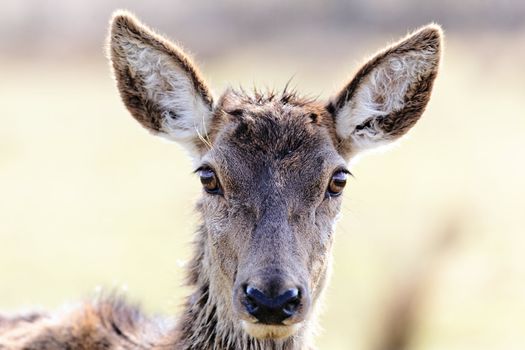 head of wild doe in alert in a meadow