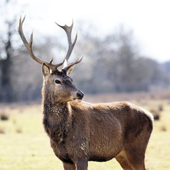 wild deer in alert in a meadow in spring