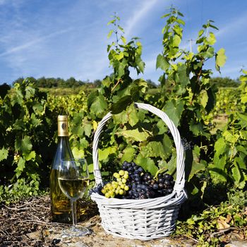 glass, bottle of white wine and grappes in basket