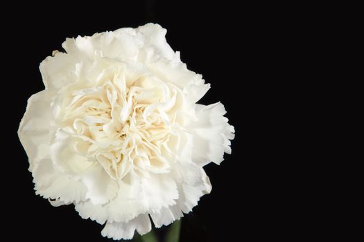 white carnation flower closeup against black background