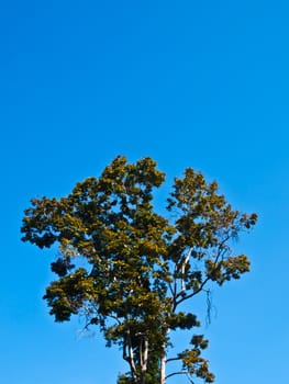 Tree on blue sky as background.