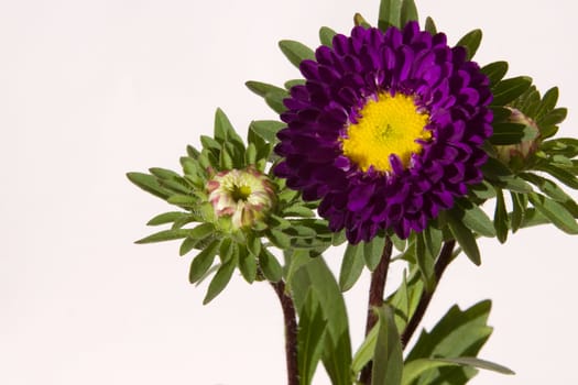 Purple China Aster (Callistephus chinensis) Plant with flower and buds