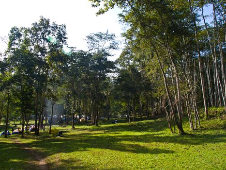 Camping field in the forest of Huay Nam Dung Natonal Park in Chiang Mai, Thailand