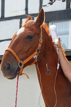 horse with cannula in vein taking infusion