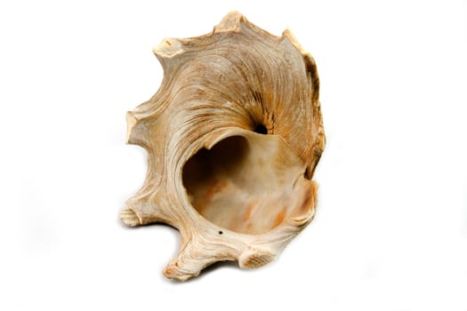 an sea Shell on a white background