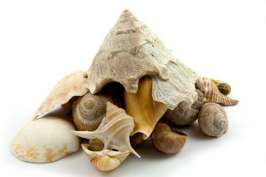 Stack of sea shell on a white background