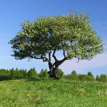 alone tree on green grass field