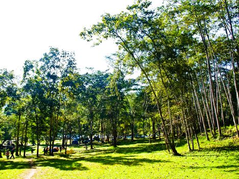 Camping field in the forest of Huay Nam Dung Natonal Park in Chiang Mai, Thailand