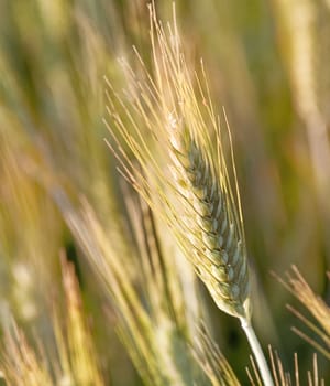 One yellow rye in field at autumn sunset 