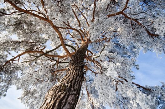 Top of winter trees with blue sky