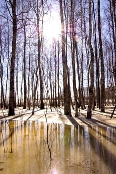 Melting snow and ice over birch forest. Tree trunk and reflections on water.