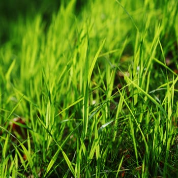 green grass macro close up