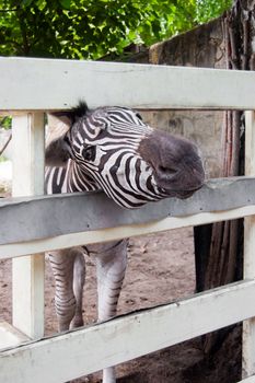 Curious zebra looking through fence in zoo