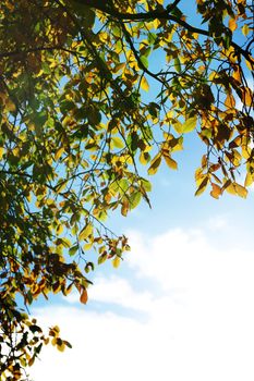 autumn leaves in the park