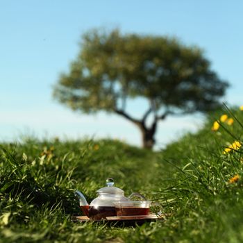 Natural tea in the pot