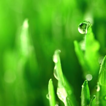 water drops on grass blade nature background