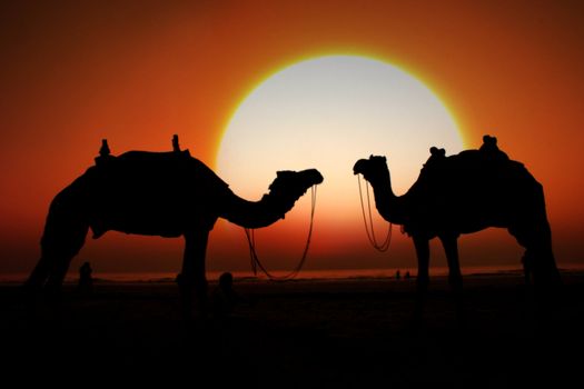 A silhouette of two camels looking at the huge setting sun on a beach.