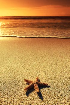 Summer vacations - starfish on sunset sea sand beach 