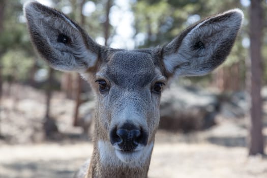 A deer poses for a up close portrait.