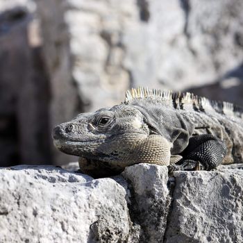 Wild iguana on the rock under the sun in Mexico