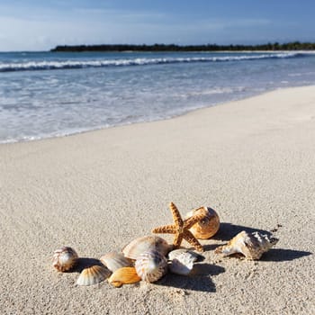 seastar and shells on a caribbean beach in summer
