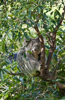 australian koala in a gum tree