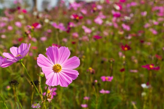 Pink Cosmos flowers in garden