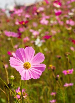 Cosmos flowers on spring background