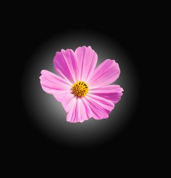 Pink Cosmos flowers isoleted on black background