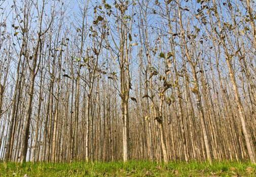 Teak trees at agricultural forest in summer